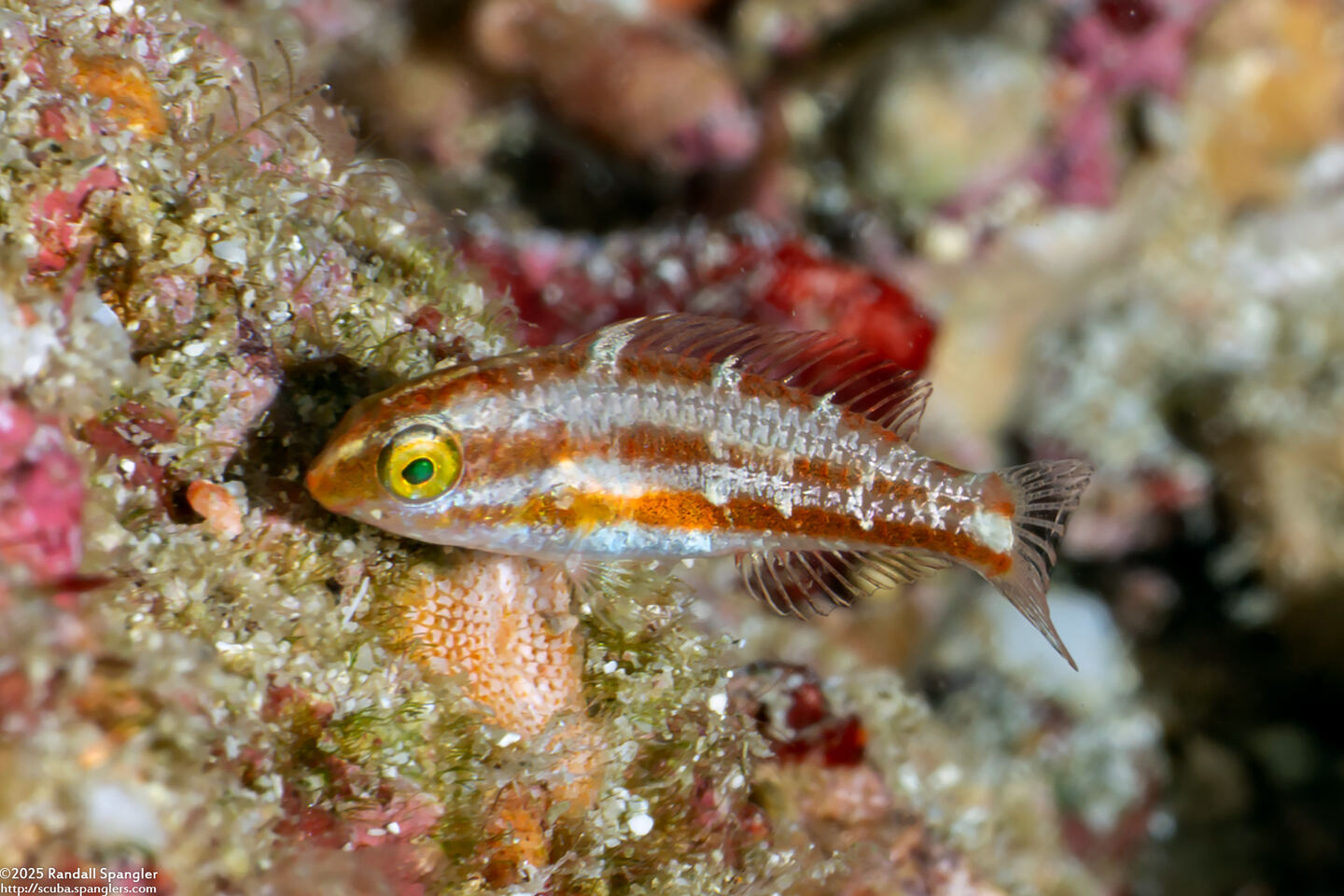 Chlorurus sordidus (Daisy Parrotfish)