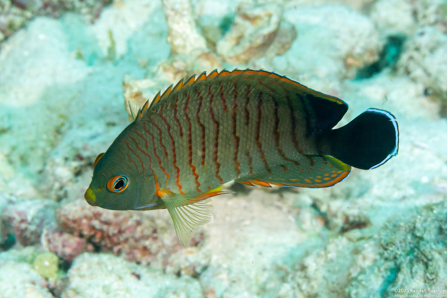 Centropyge eibli (Blacktail Angelfish)