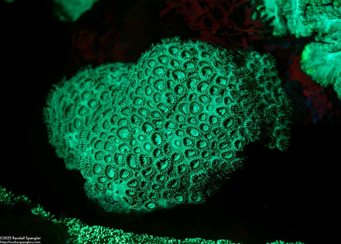 Palythoa tuberculosa (Sea Mat Zoanthid)