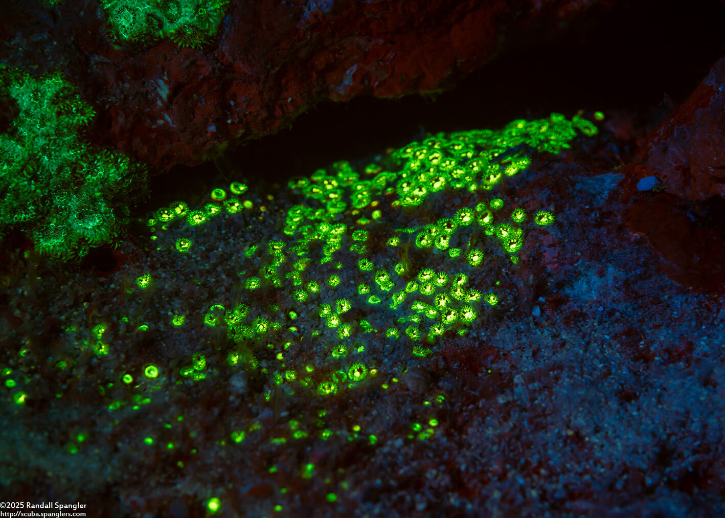 Zoanthus sp.1 (Zoanthus sp.1)