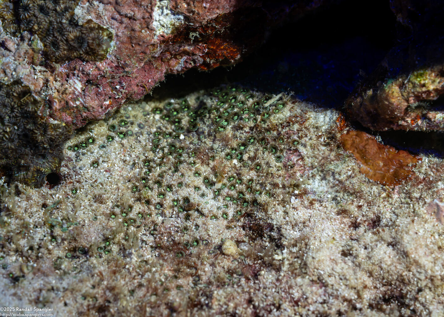 Zoanthus sp.1 (Zoanthus sp.1)