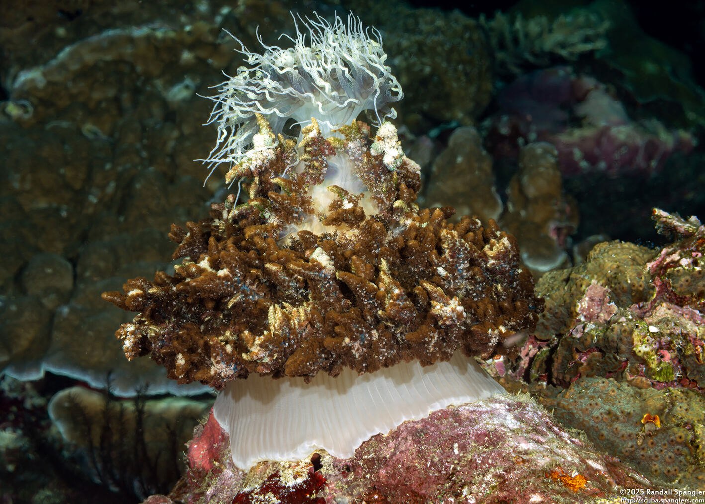 Phyllodiscus semoni (Mimic Anemone)