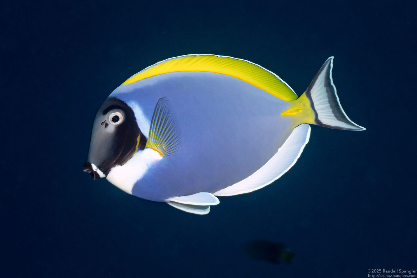 Acanthurus leucosternon (Powderblue Surgeonfish)