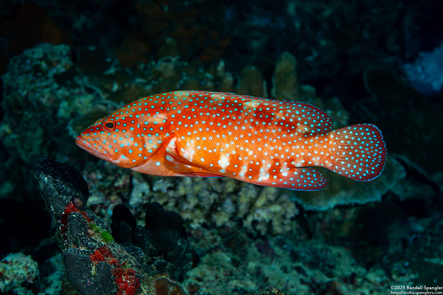 Cephalopholis miniata (Coral Grouper)