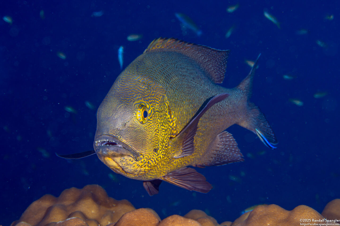 Macolor macularis (Midnight Snapper)
