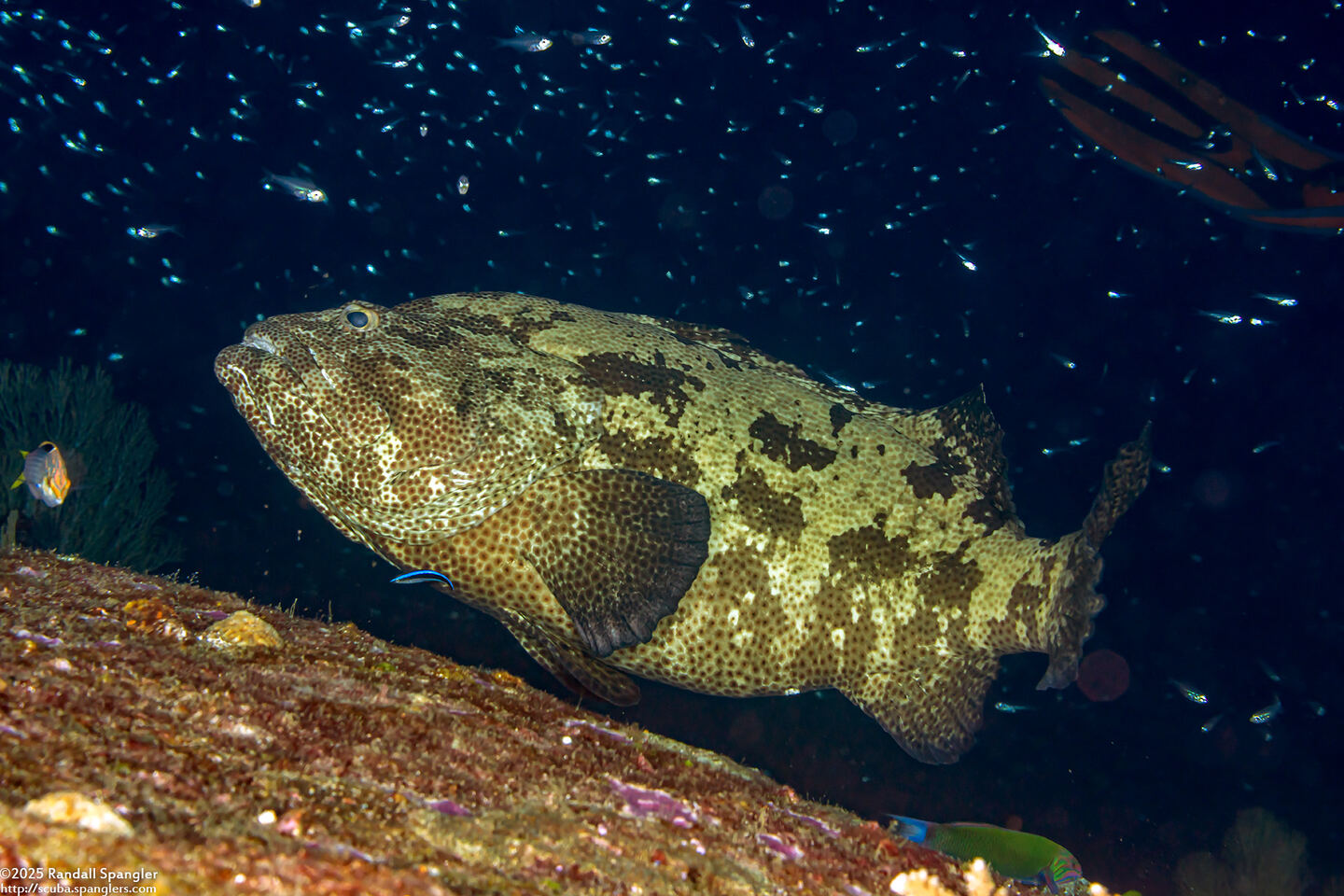 Epinephelus fuscoguttatus (Brown-Marbled Grouper)