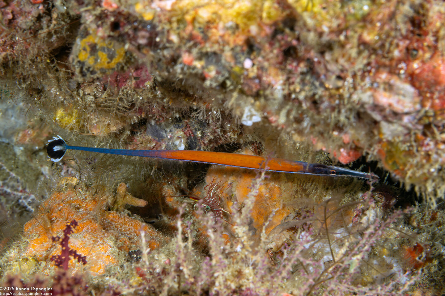 Doryrhamphus janssi (Janss' Pipefish)