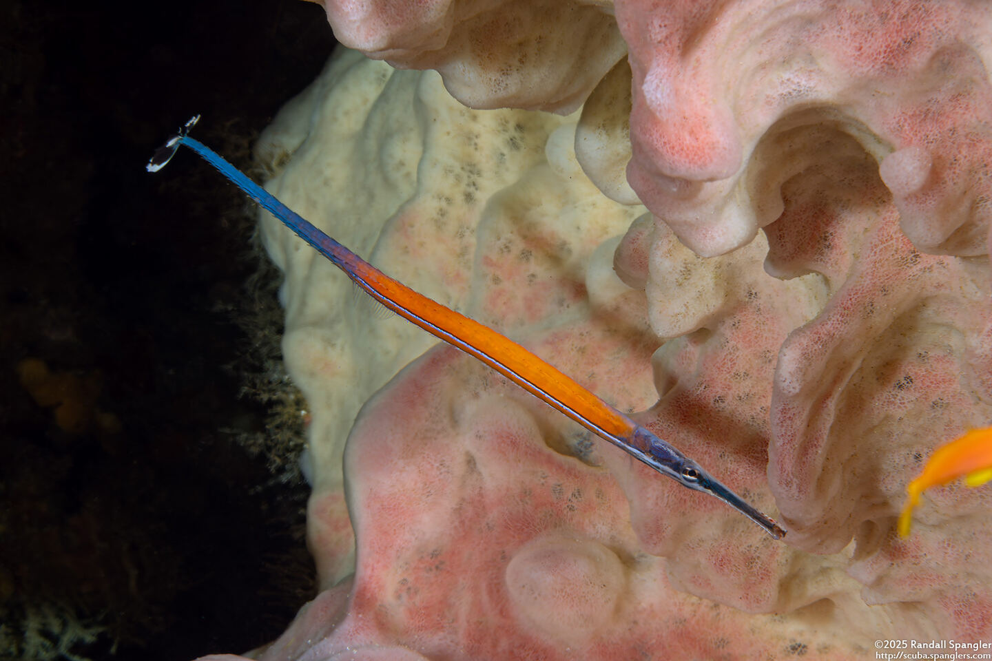 Doryrhamphus janssi (Janss' Pipefish)