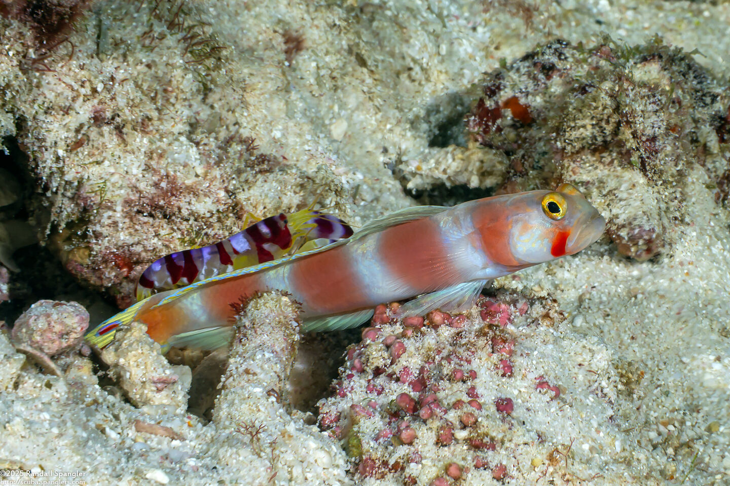 Amblyeleotris aurora (Aurora Shrimpgoby)