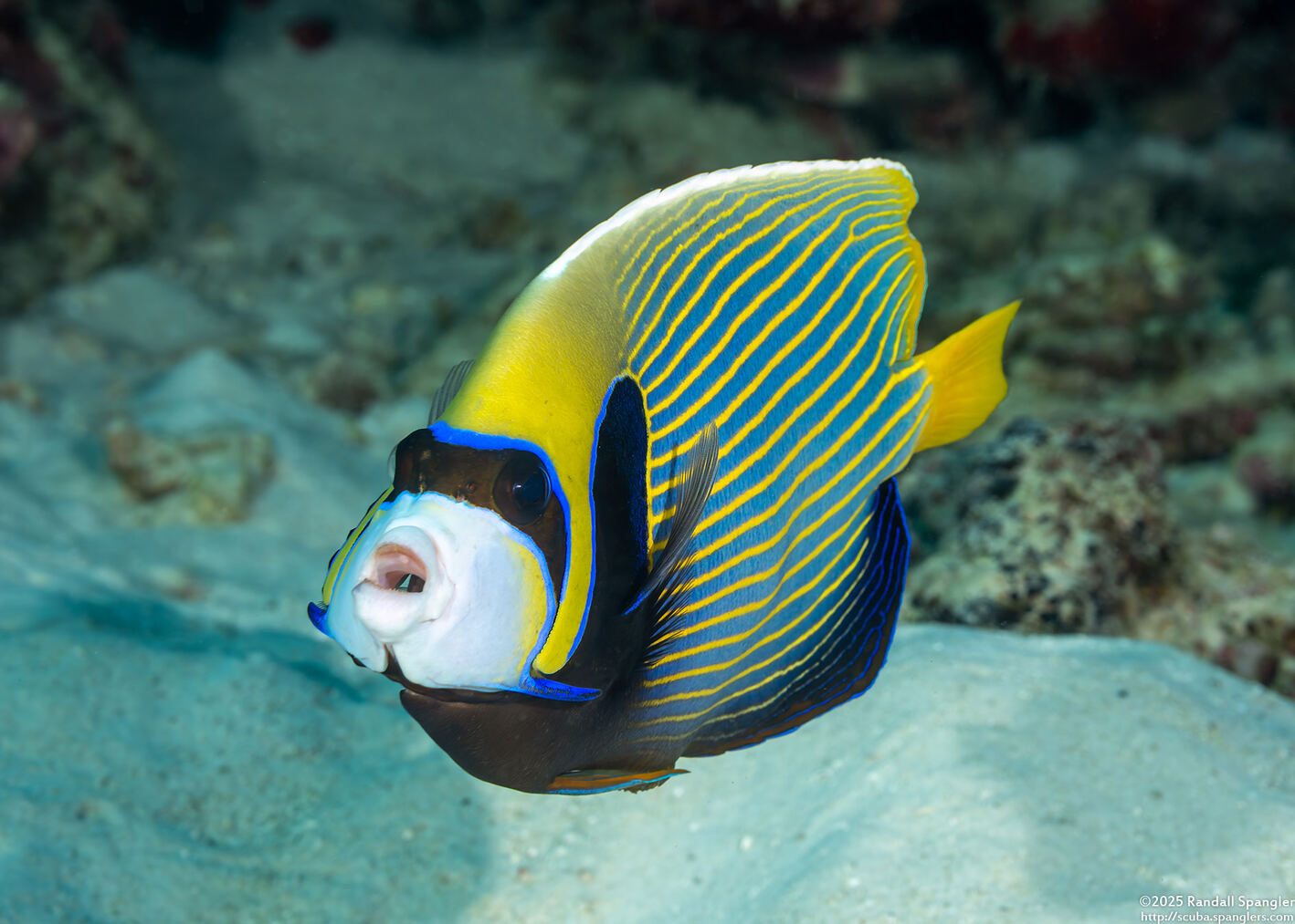 Pomacanthus imperator (Emperor Angelfish)