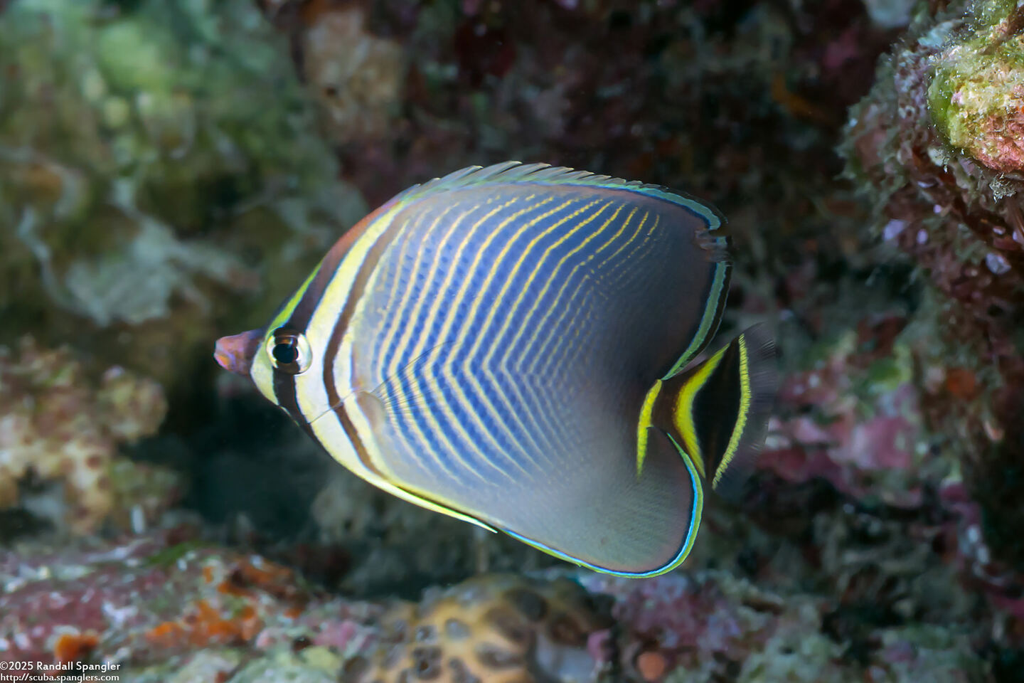 Chaetodon triangulum (Triangular Butterflyfish)