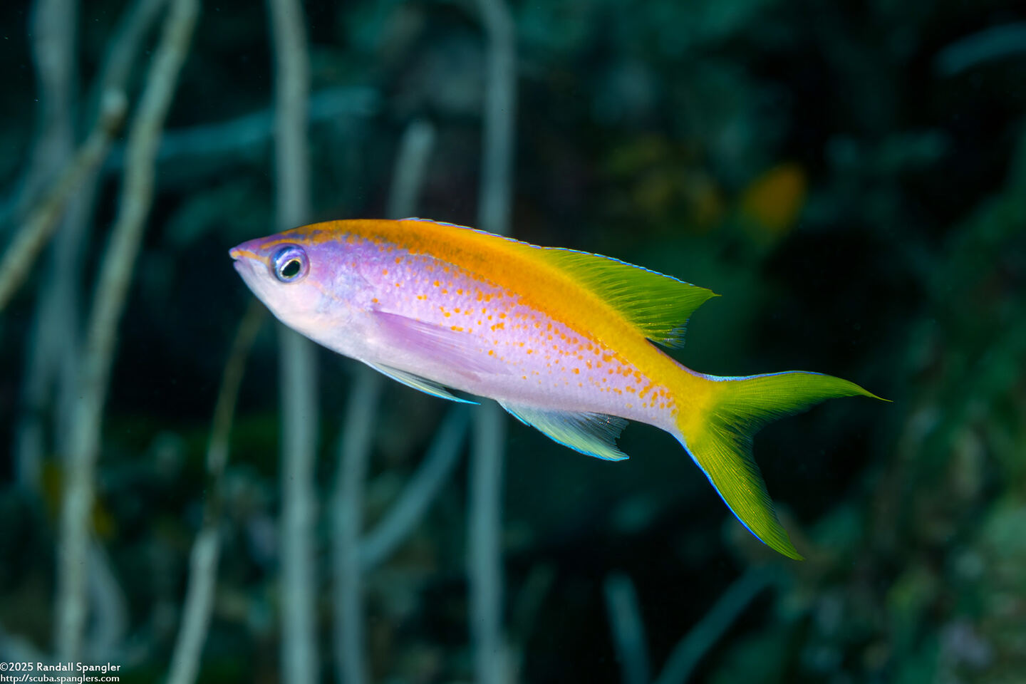 Pseudanthias evansi (Yellowback Anthias)