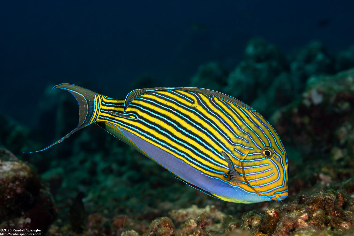 Acanthurus lineatus (Striped Surgeonfish)