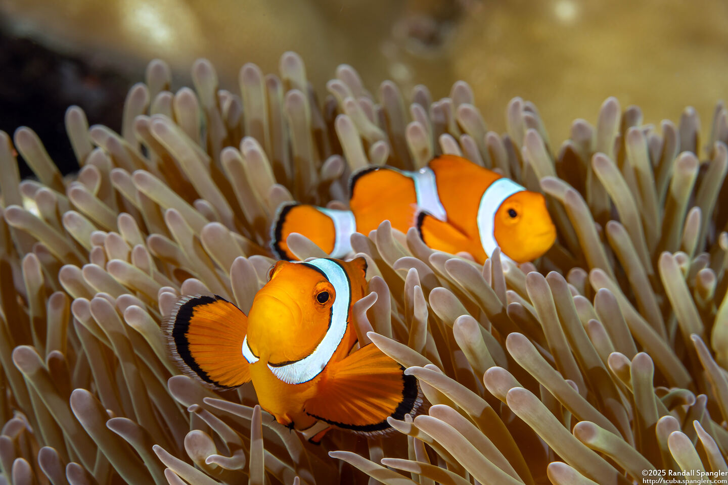 Amphiprion ocellaris (False Clown Anemonefish)