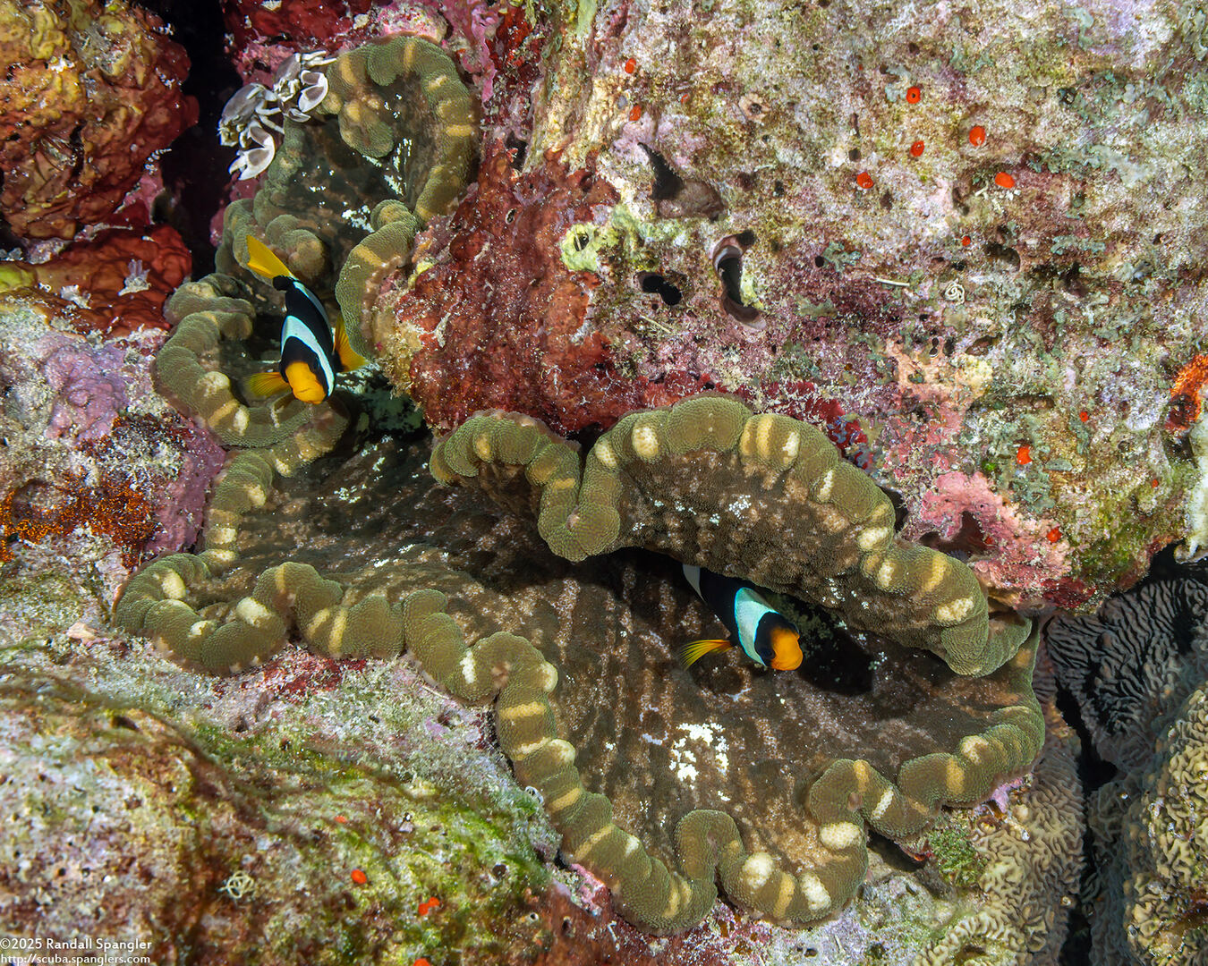 Cryptodendrum adhaesivum (Pizza Anemone)