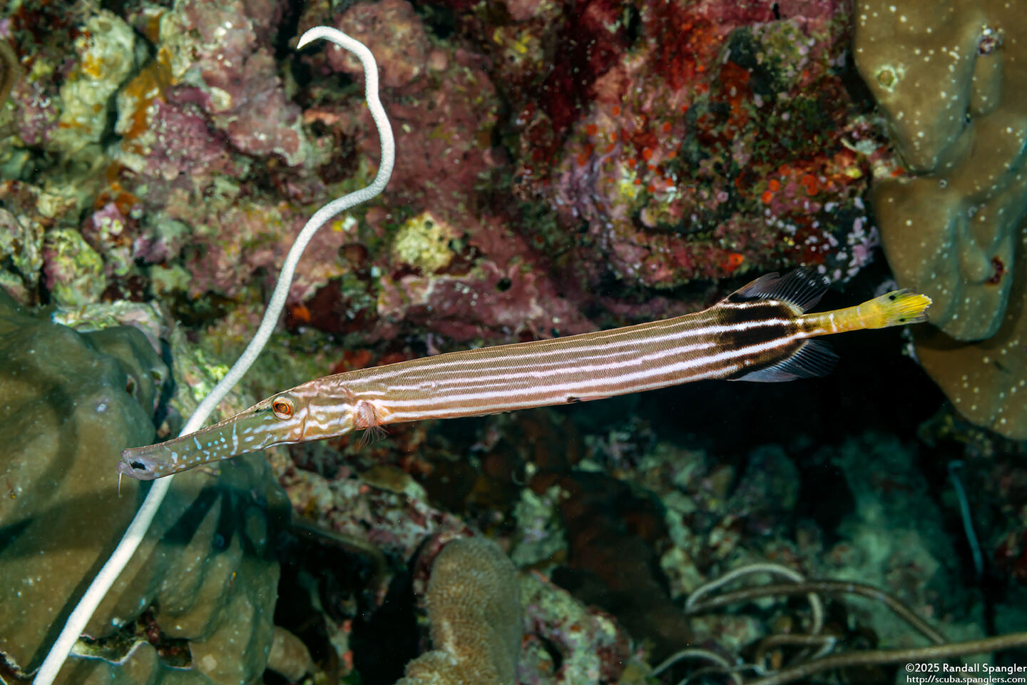 Aulostomus chinensis (Trumpetfish)