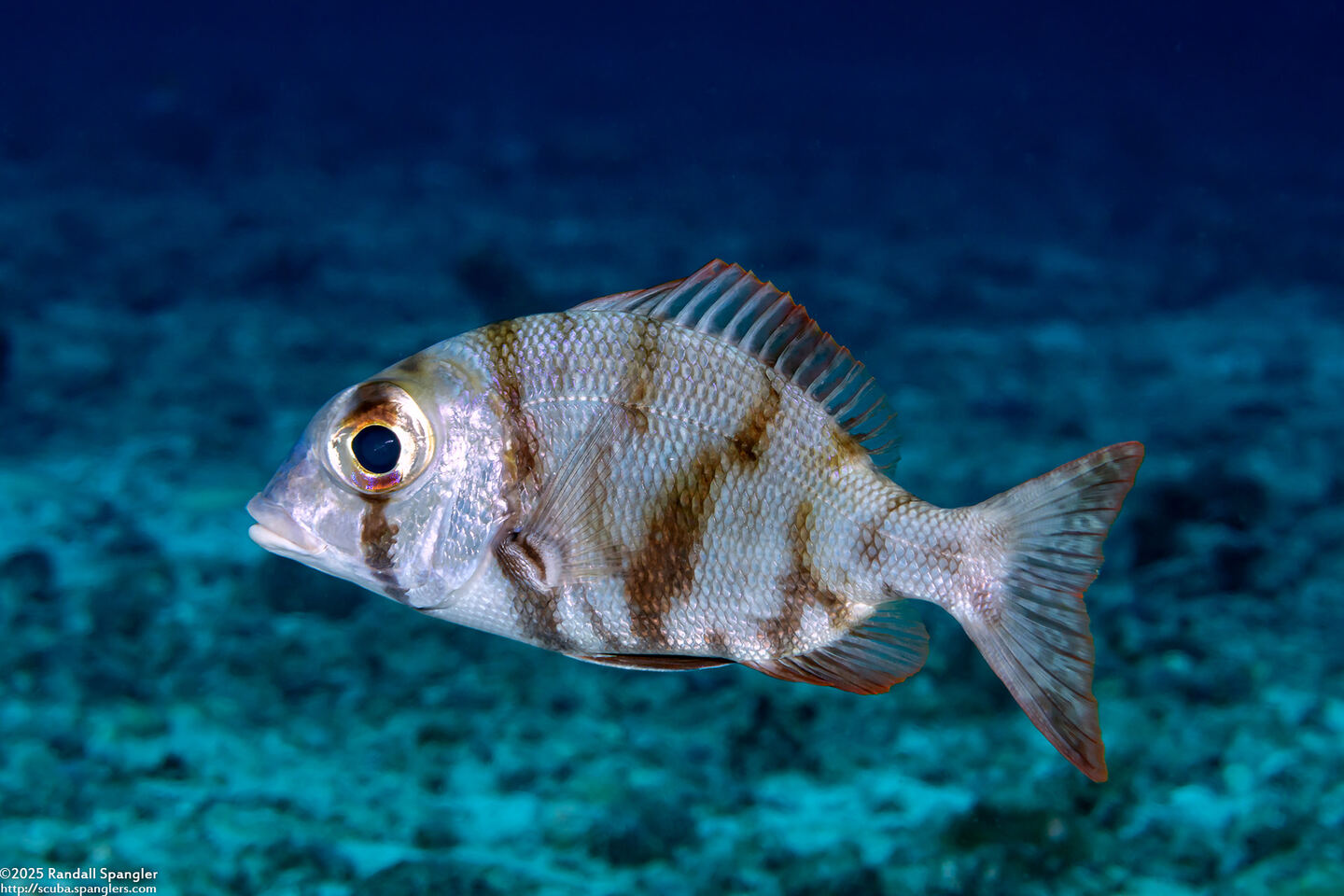 Gymnocranius griseus (Gray Large-Eye Bream)