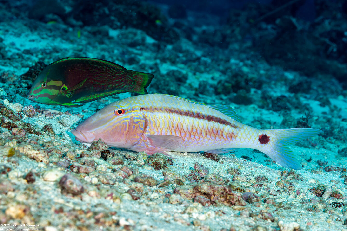 Parupeneus barberinus (Dash-Dot Goatfish)