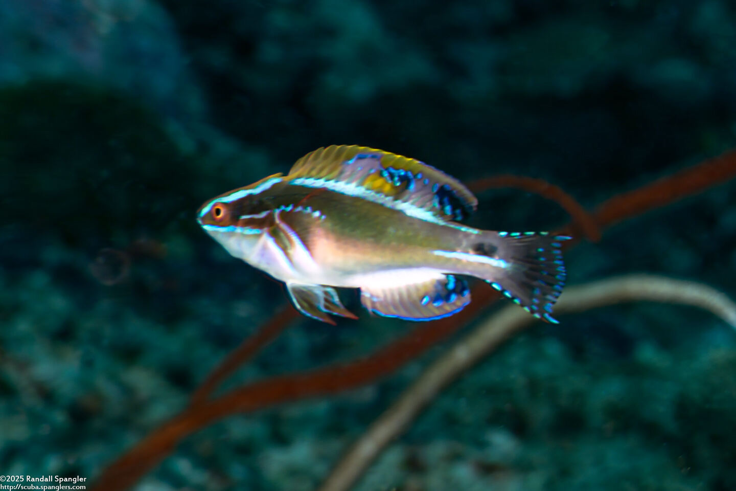 Cirrhilabrus exquisitus (Exquisite Fairy Wrasse)