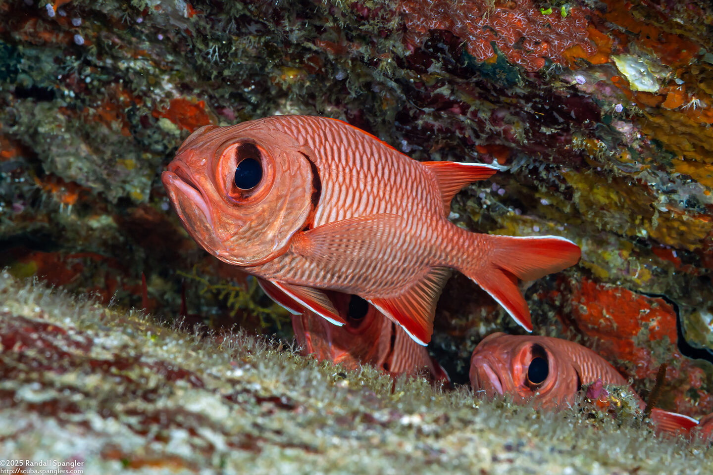 Myripristis berndti (Bigscale Soldierfish)