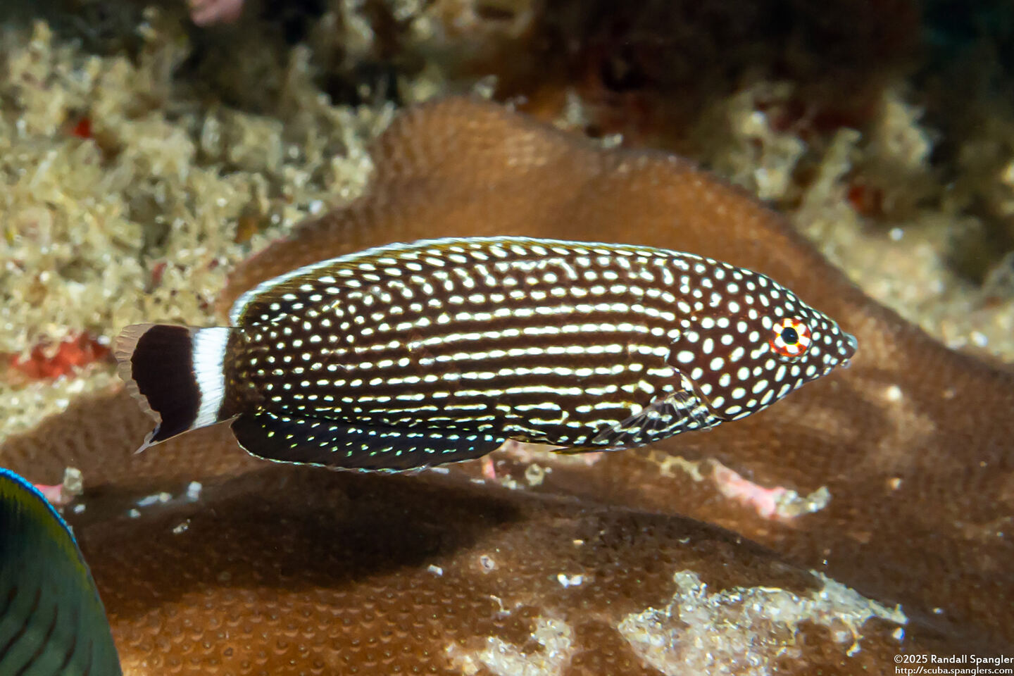 Anampses lineatus (Lined Wrasse)