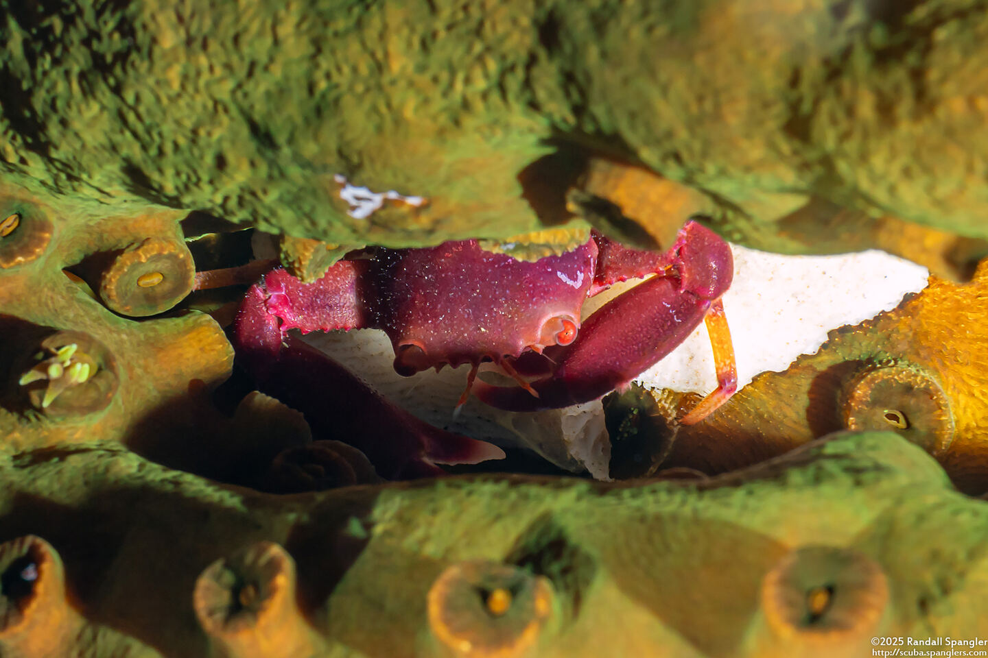 Quadrella boopsis (Hairy Coral Crab)