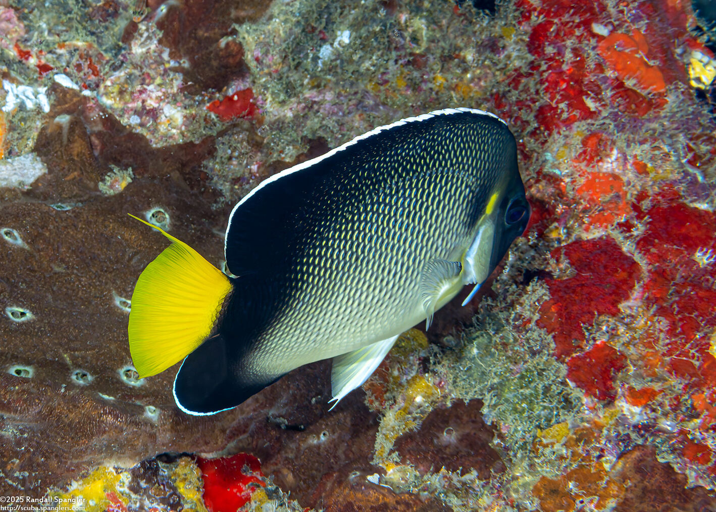 Apolemichthys xanthurus (Indian Yellowtail Angelfish)