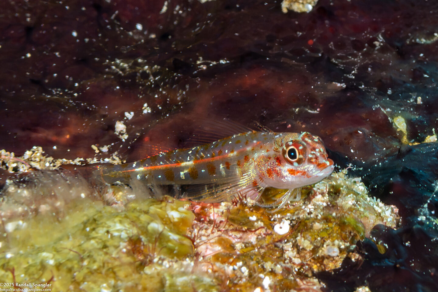 Helcogramma rhinoceros (Rhinoceros Triplefin)