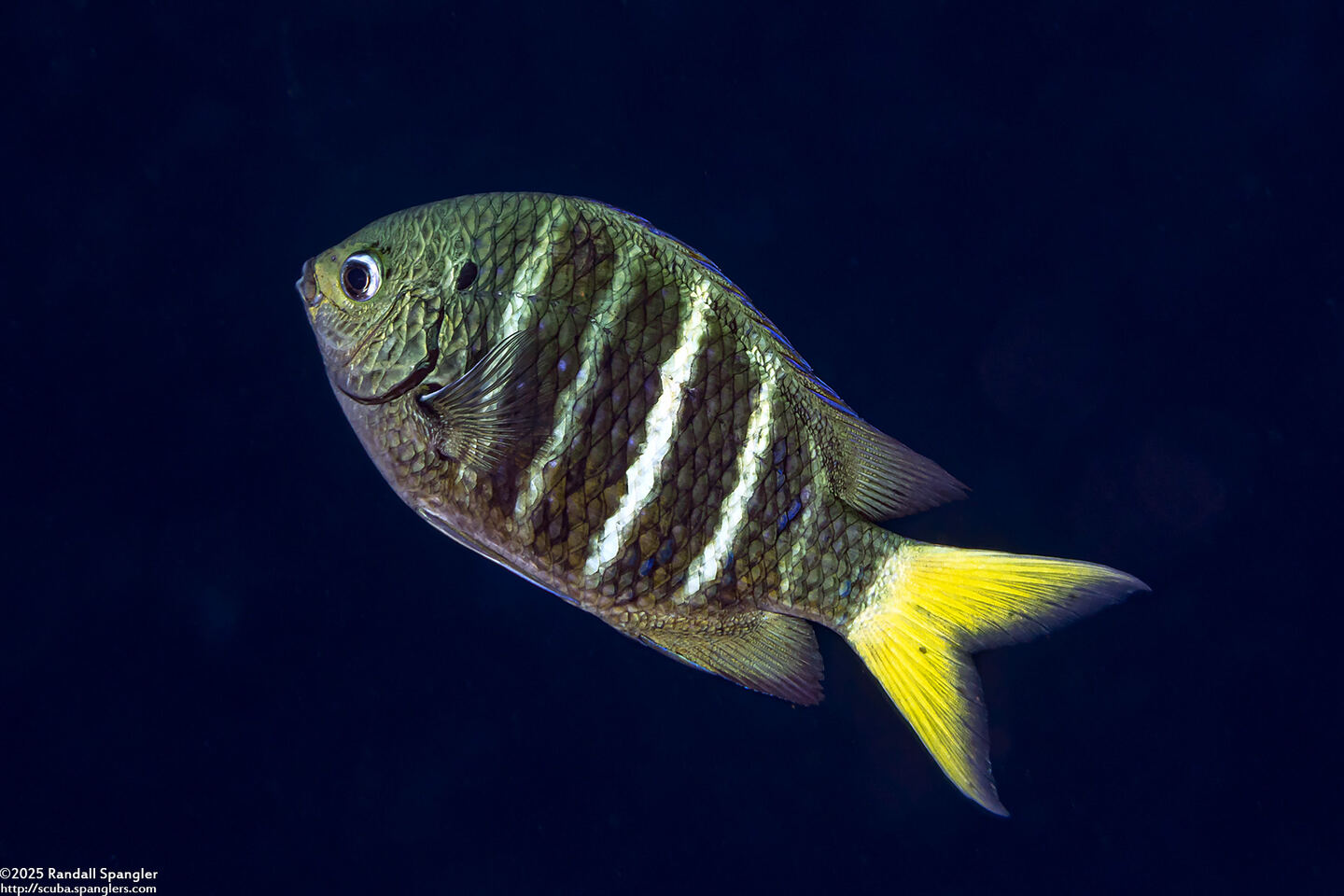 Abudefduf notatus (Yellowtail Sergeant)