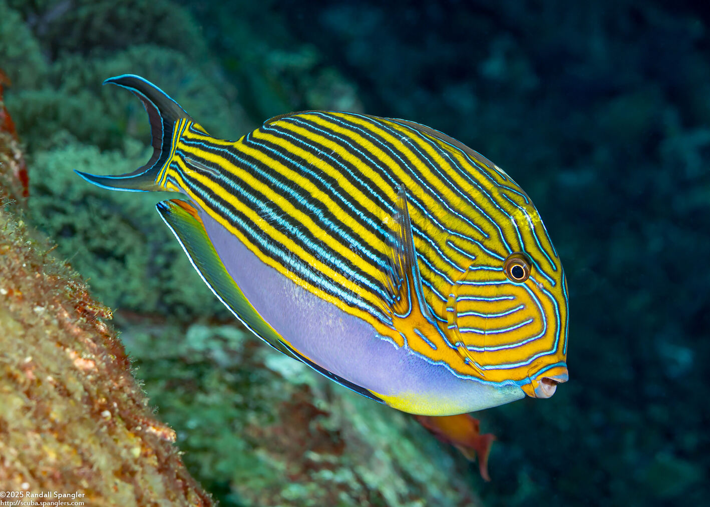 Acanthurus lineatus (Striped Surgeonfish)