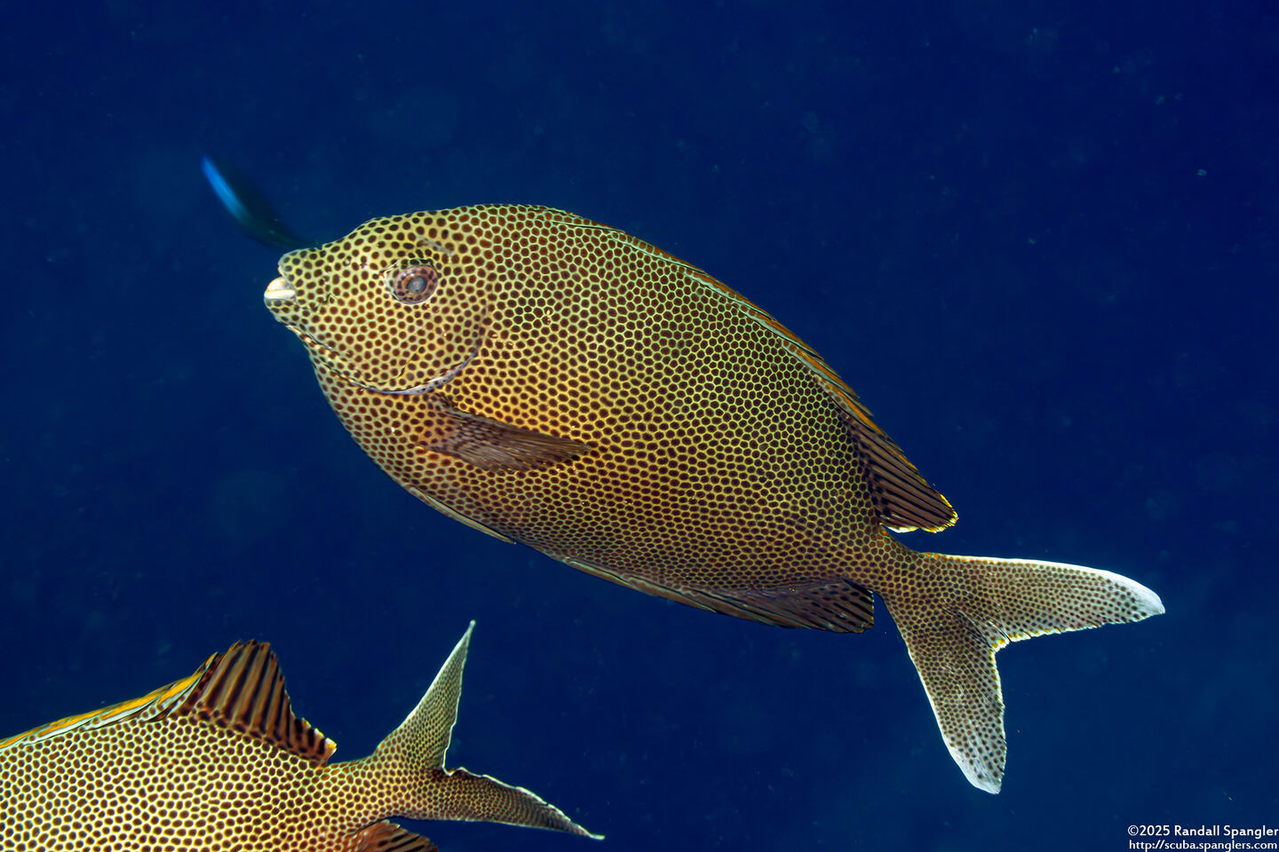 Siganus stellatus (Honeycomb Rabbitfish)
