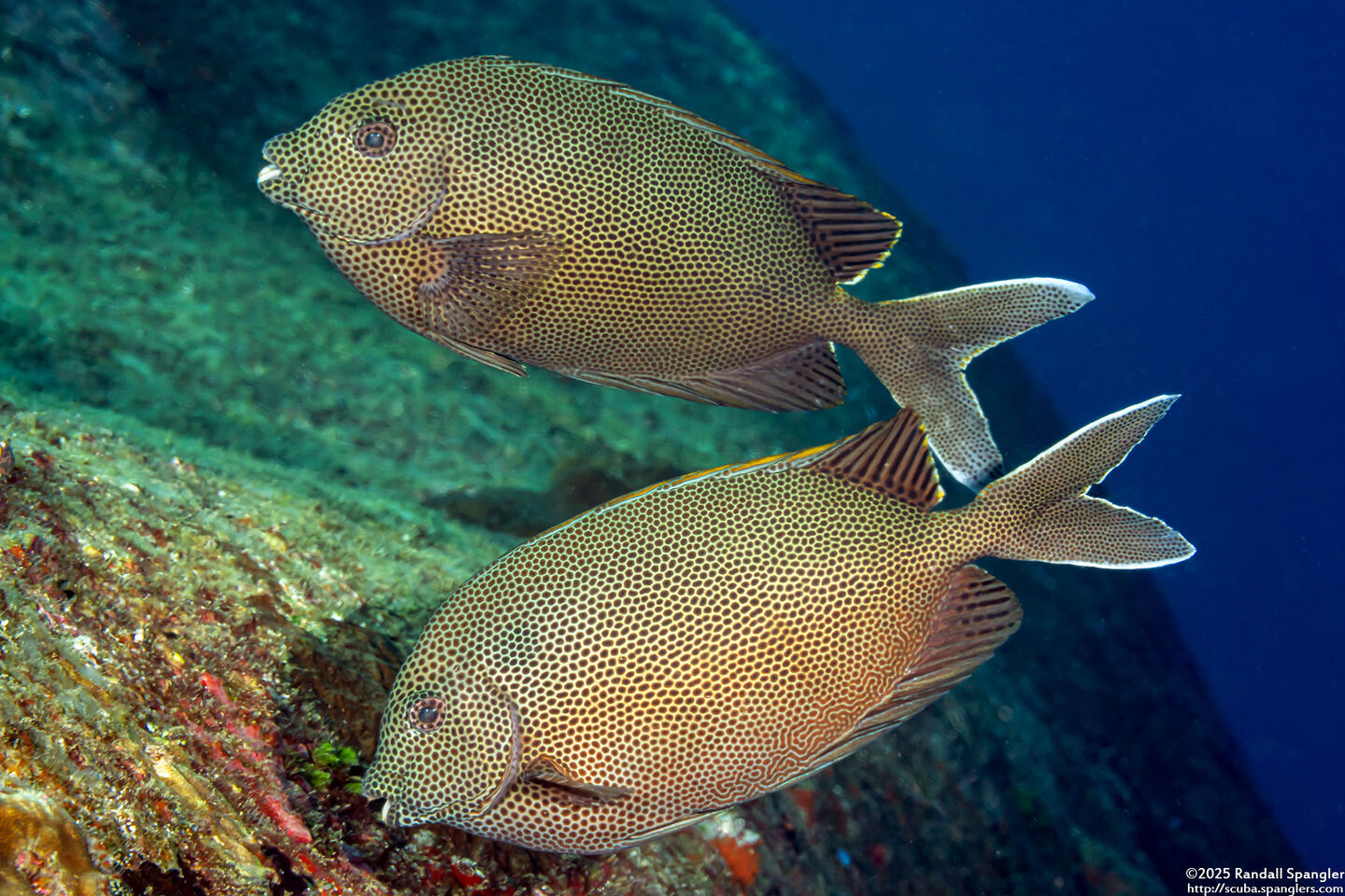 Siganus stellatus (Honeycomb Rabbitfish)