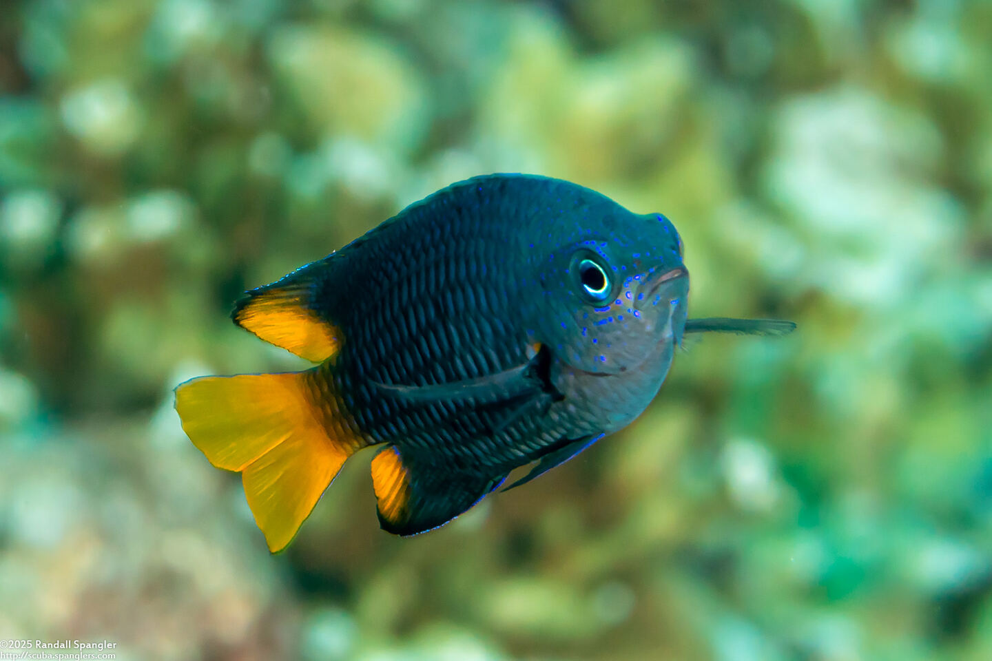 Pomacentrus philippinus (Philippine Damsel)