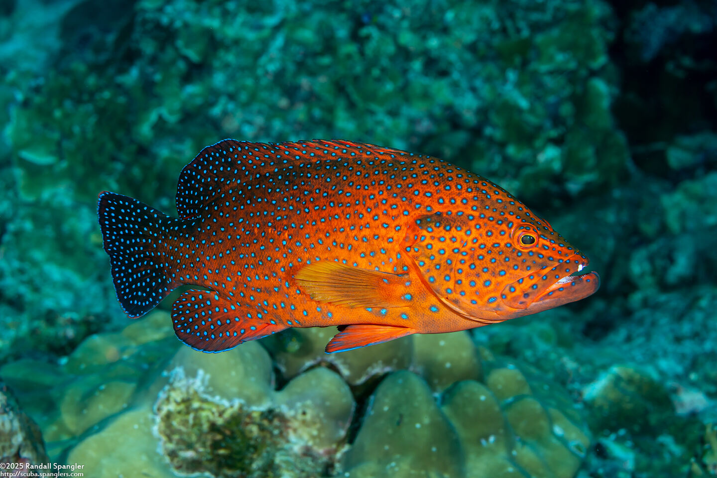Cephalopholis miniata (Coral Grouper)