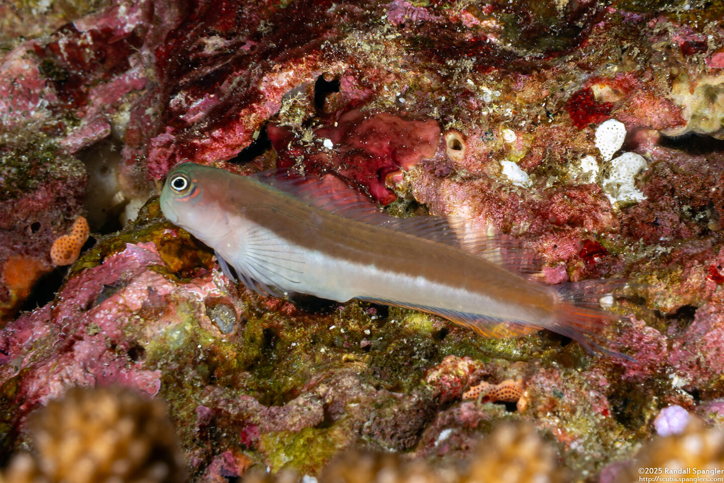 Ecsenius bicolor (Bicolor Coralblenny)