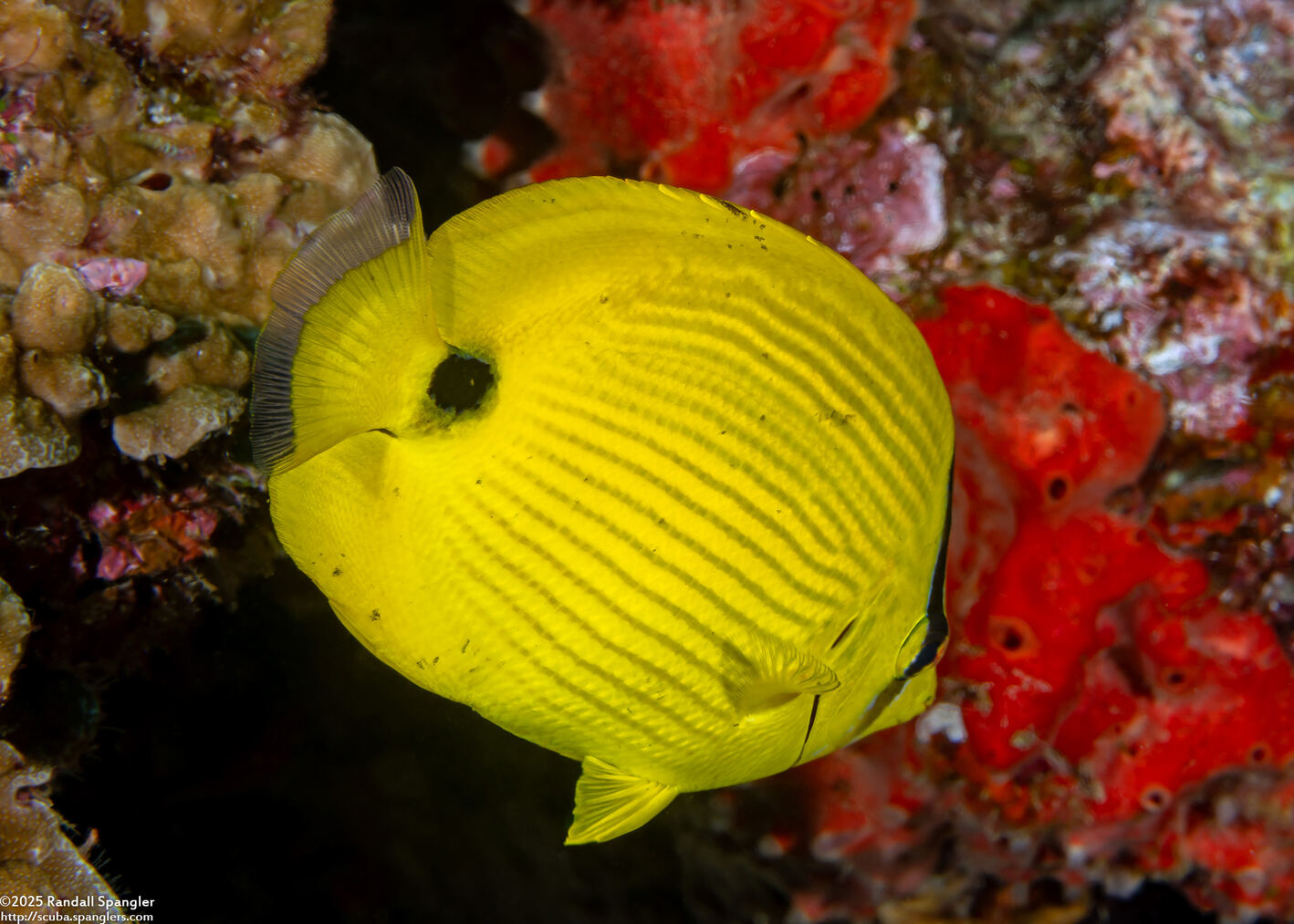 Chaetodon andamanensis (Andaman Butterflyfish)
