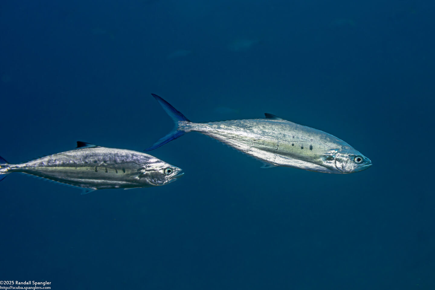 Scomberoides lysan (Double-Spotted Queenfish)