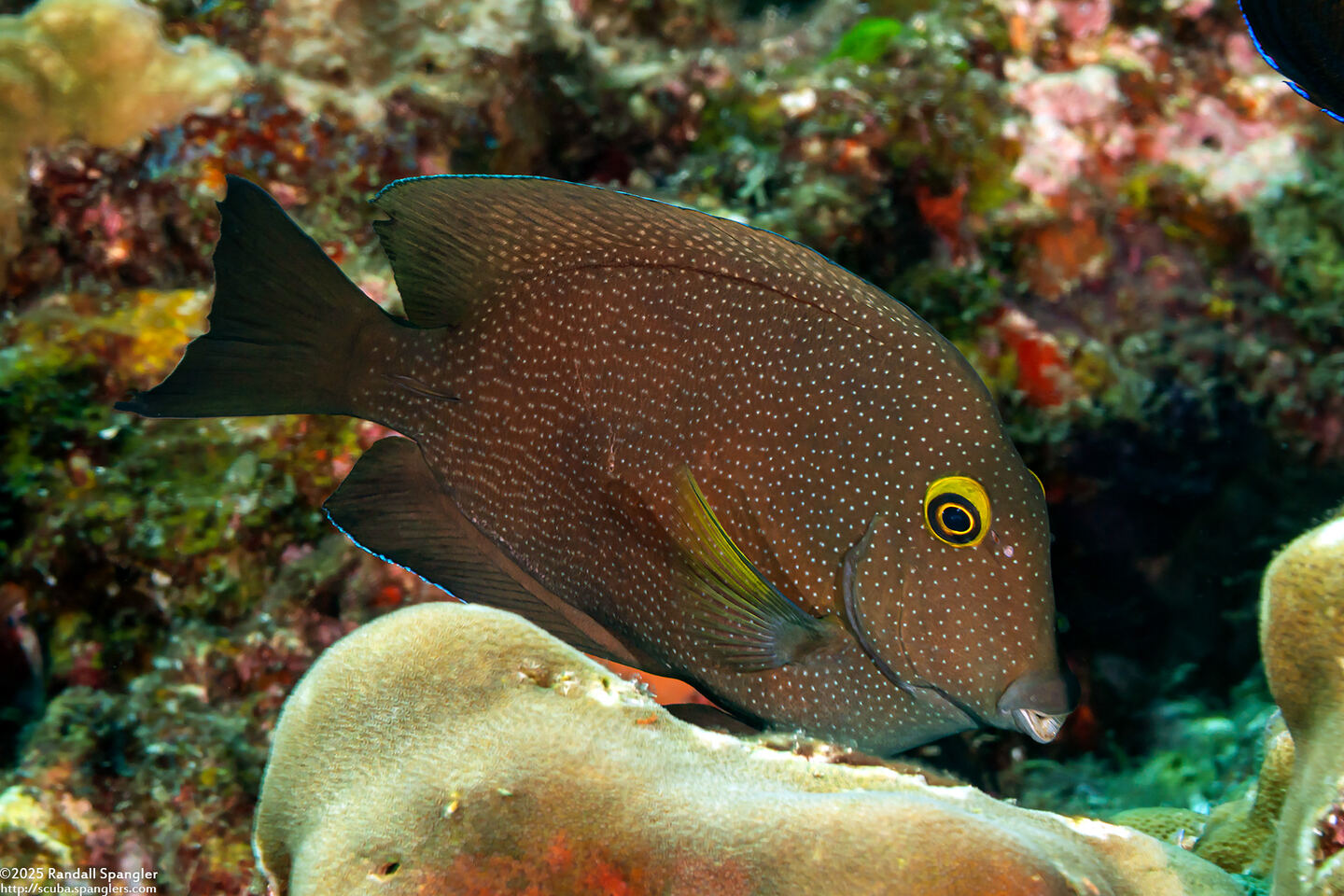 Ctenochaetus truncatus (Yelloweye Bristletooth)