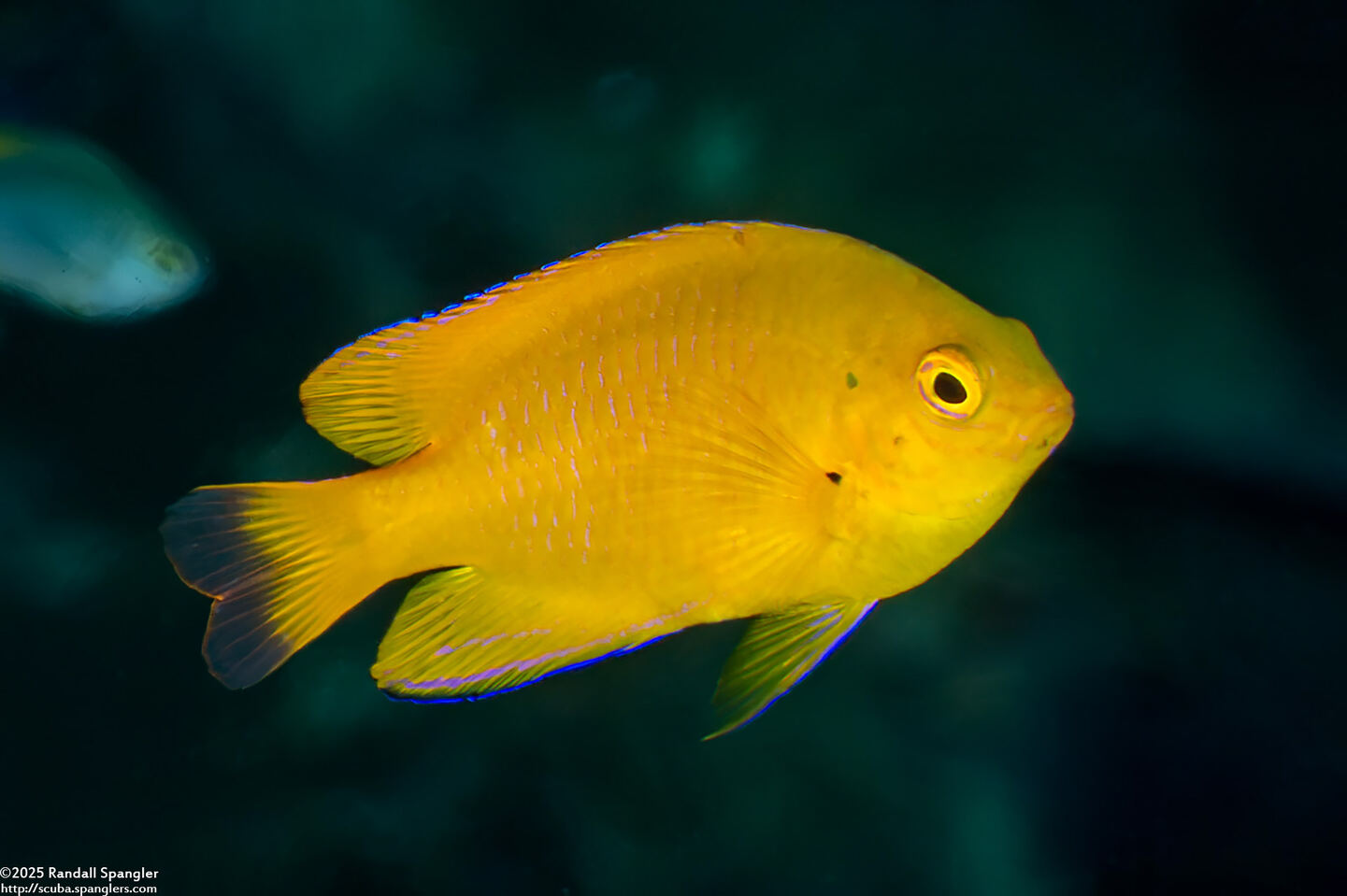 Pomacentrus moluccensis (Lemon Damsel)