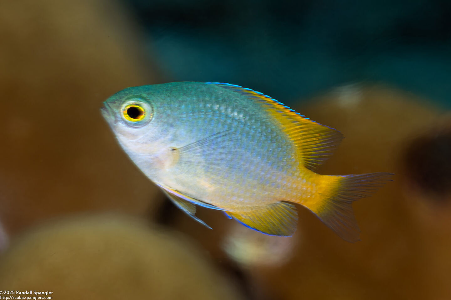 Pomacentrus lepidogenys (Scaly Damsel)