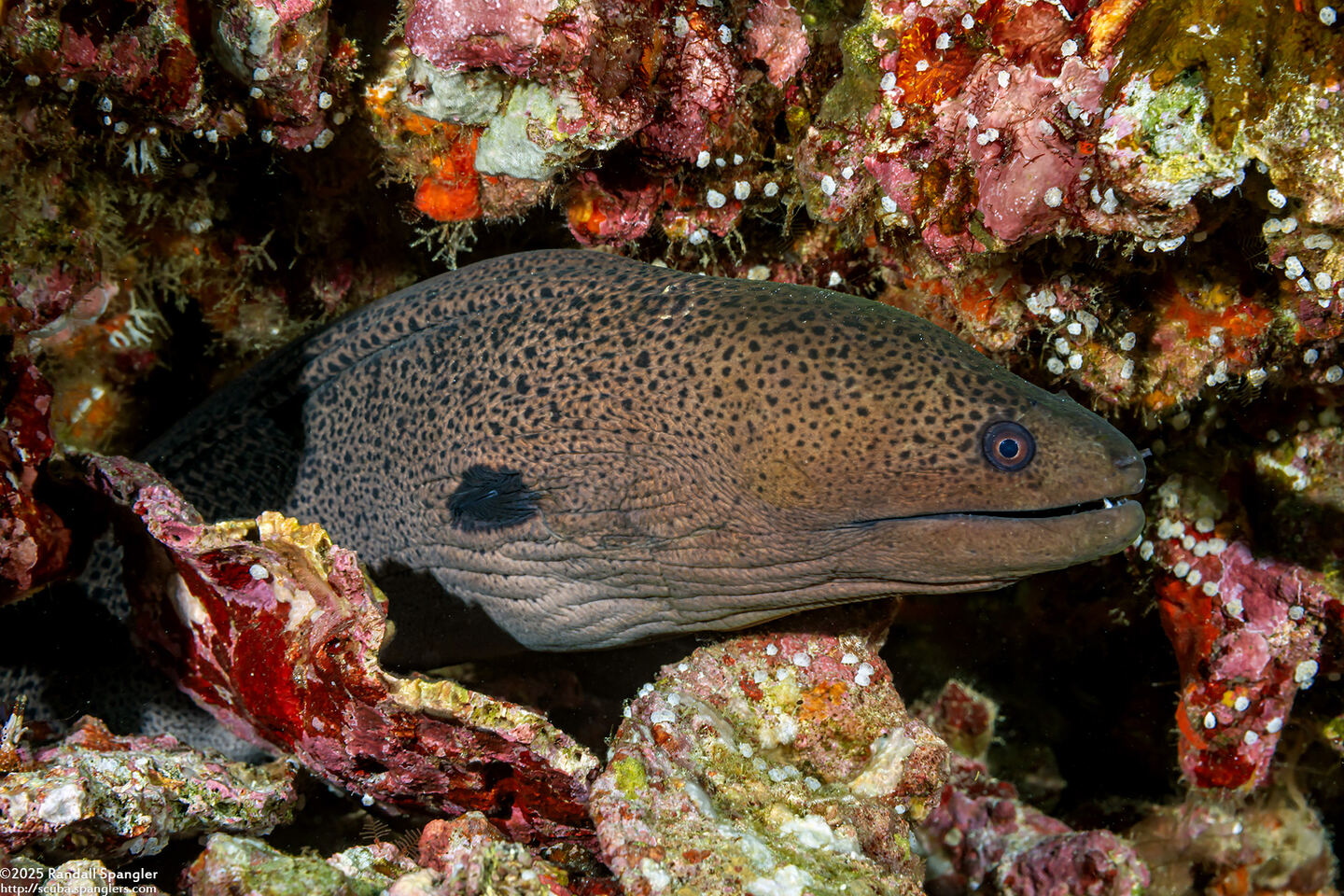 Gymnothorax javanicus (Giant Moray)