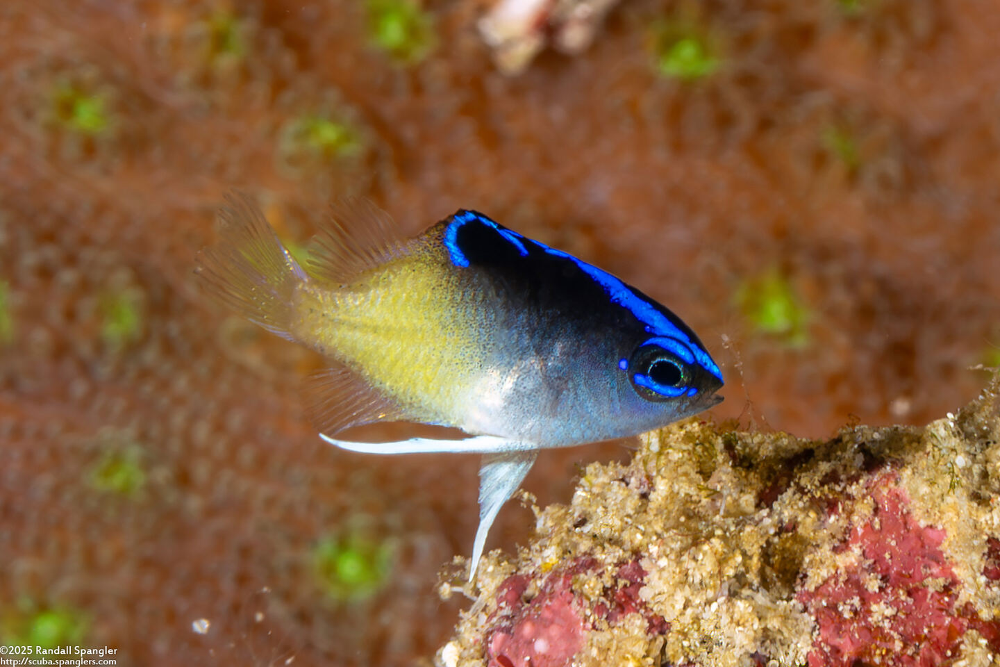 Chrysiptera rollandi (Rolland's Damsel)