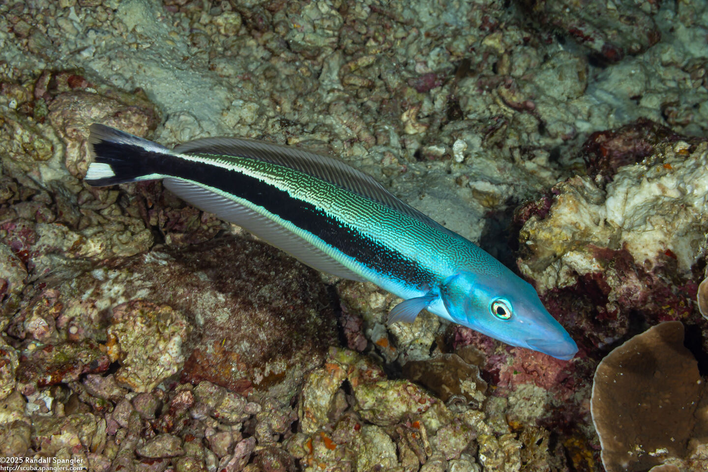 Malacanthus latovittatus (Blue Blanquillo)