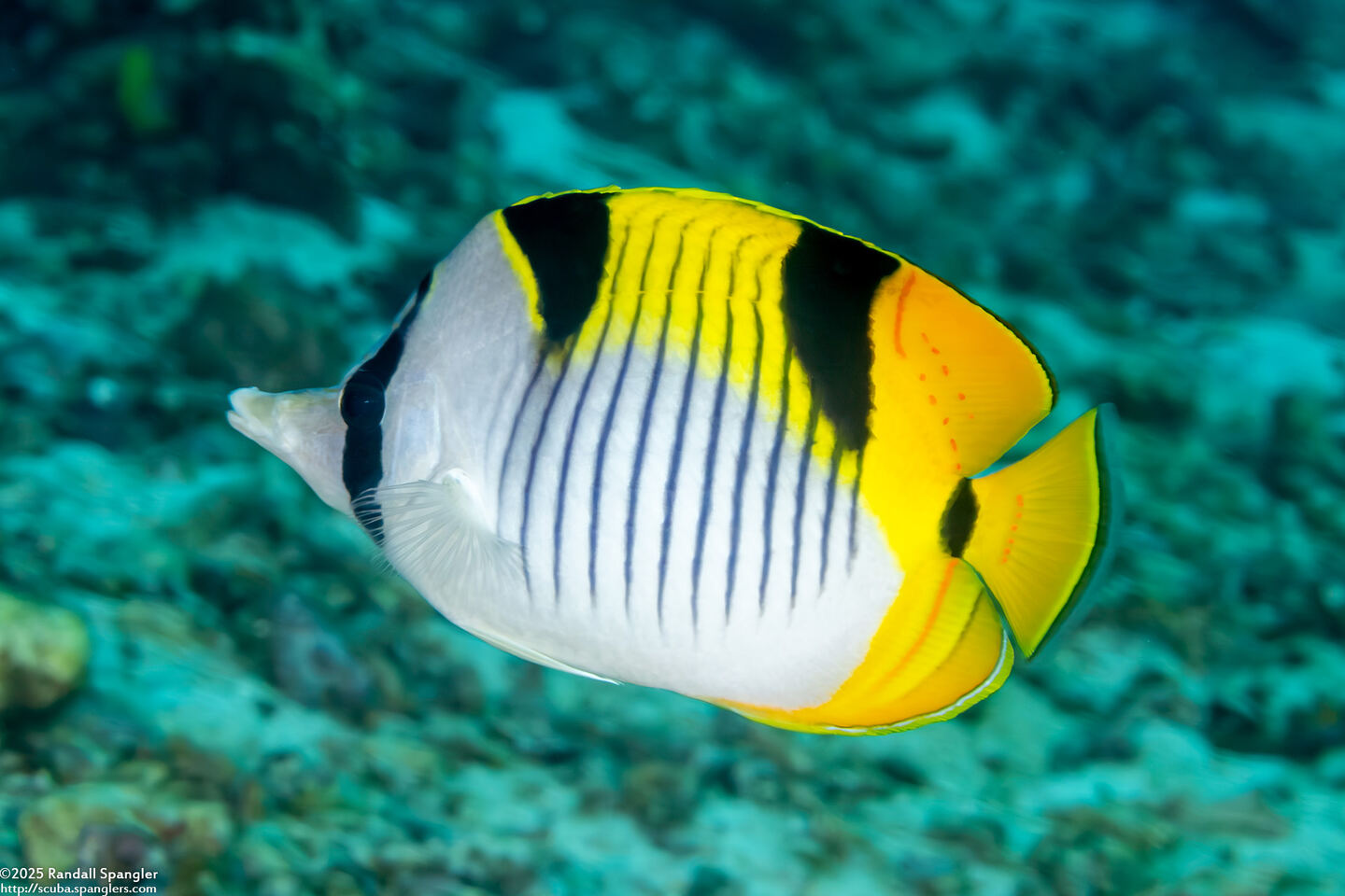 Chaetodon falcula (Saddleback Butterflyfish)