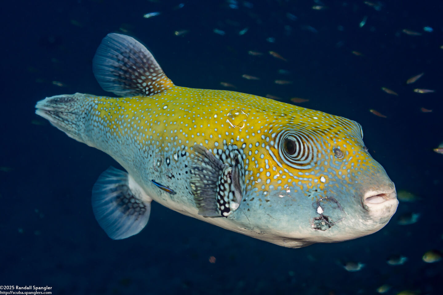 Arothron caeruleopunctatus (Blue-Spotted Puffer)