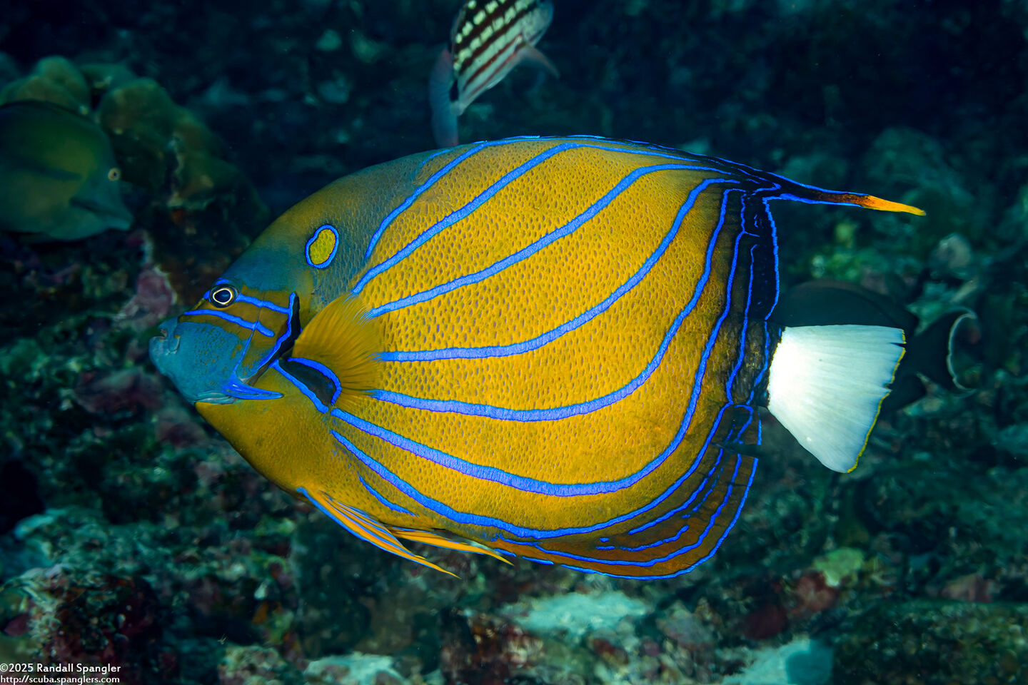 Pomacanthus annularis (Blue-Ringed Angelfish)