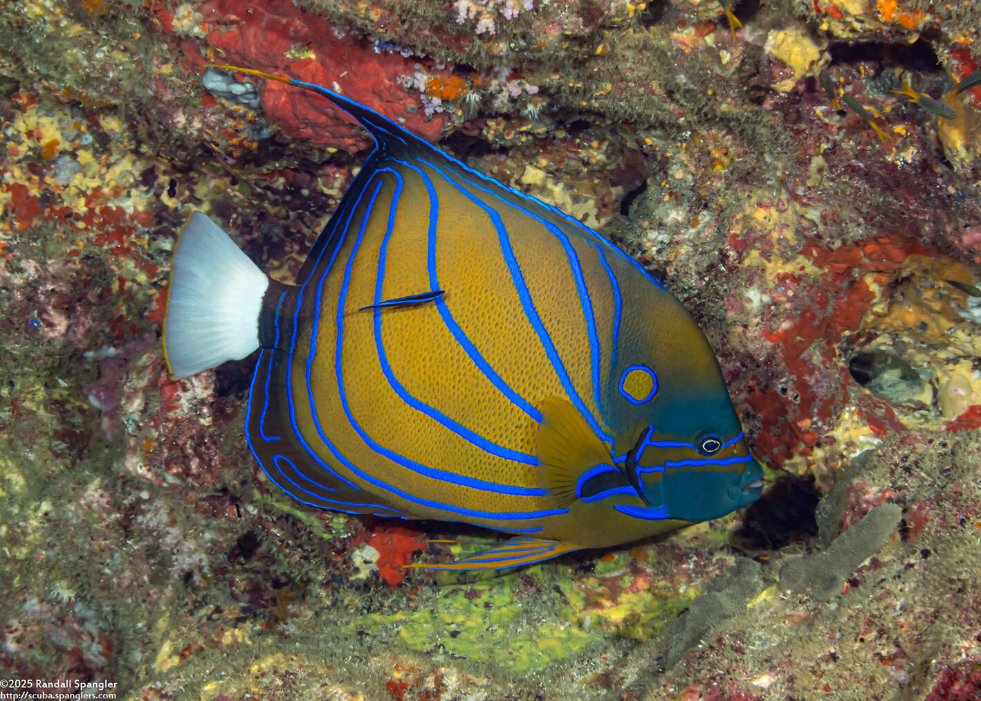 Pomacanthus annularis (Blue-Ringed Angelfish)