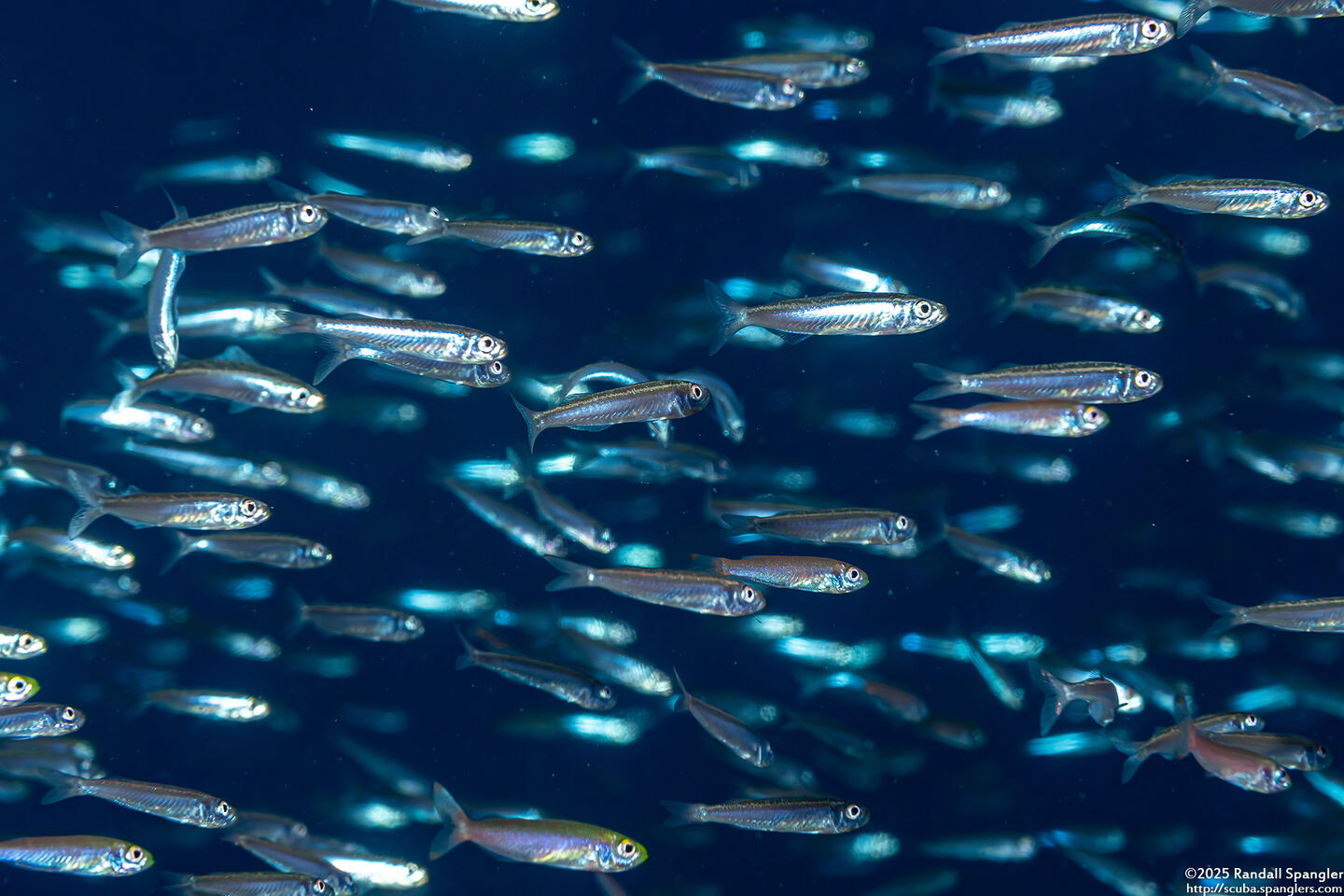 Atherinomorus lacunosus (Robust Silverside)