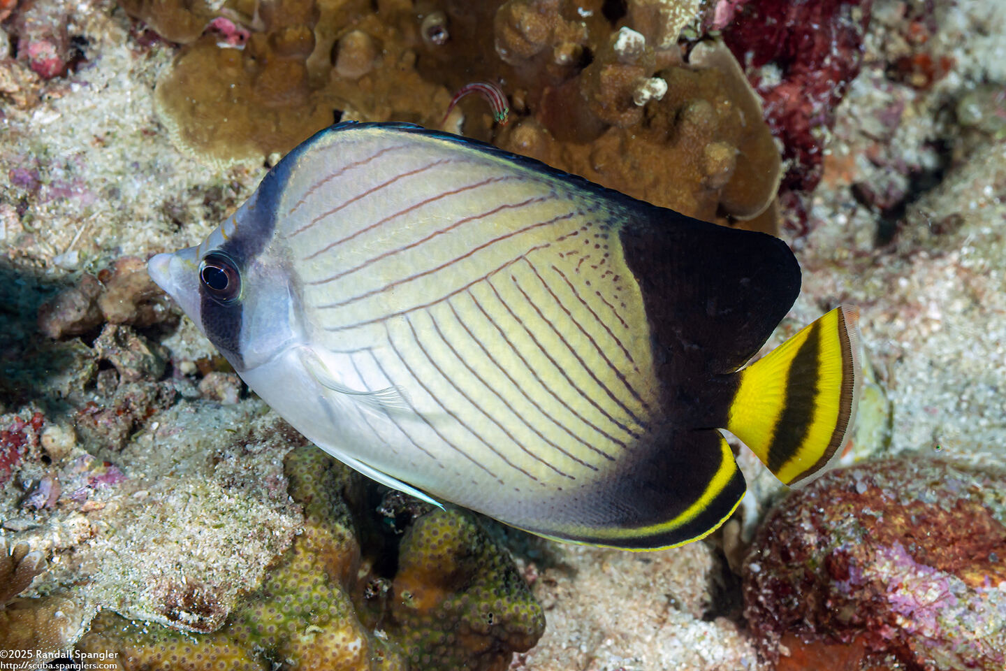 Chaetodon decussatus (Indian Vagabond Butterflyfish)