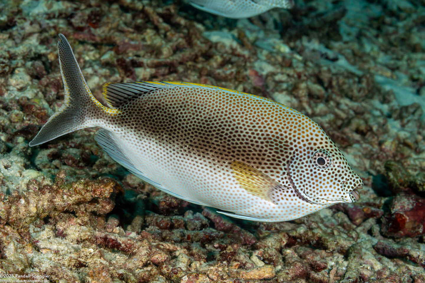 Siganus stellatus (Honeycomb Rabbitfish)